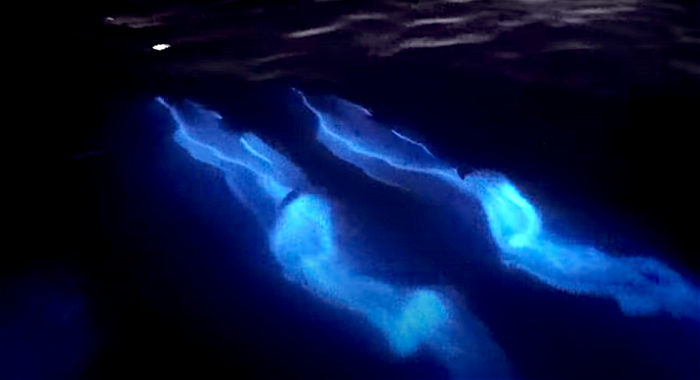 Man filmt lichtgevende dolfijnen