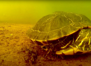 Schildpadden in duikstekken. Leuk of schrijnend?