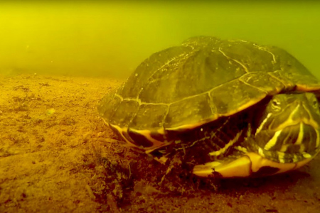 Schildpadden in duikstekken. Leuk of schrijnend?