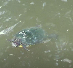Buurtruzie om zieke schildpad in Warmenhuizen