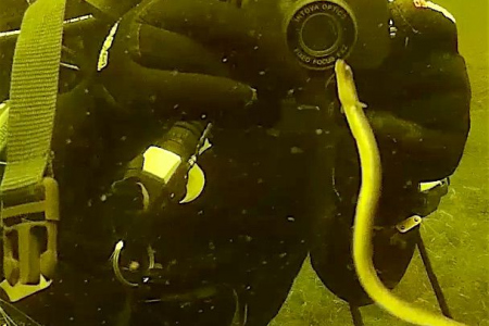 Duikers reageren verbaasd op het merkwaardige gedrag van deze paling