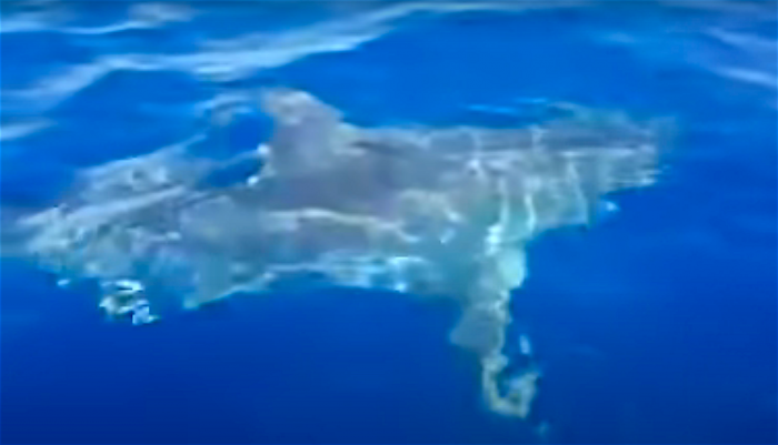 Grote witte haai gefilmd voor de kust van Lampedusa