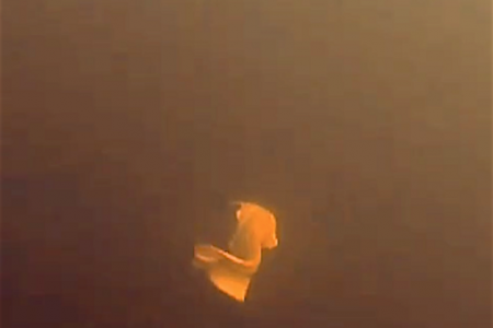 Achtervolging witte meerval met onderwaterscooter