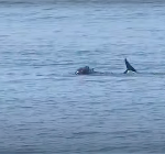 Grijze zeehond valt bruinvis aan. Heftige beelden!