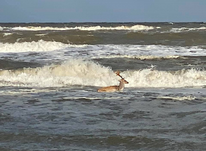 Hert maakt duik in Noordwijk aan Zee
