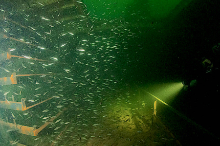 Duizenden baarzen in duikwrak de Kiekuut