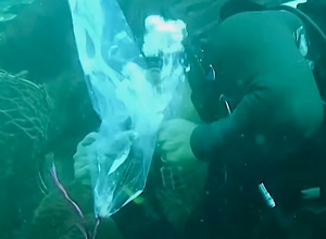 Duikers redden koraalrif van gigantisch net met deze slimme truc