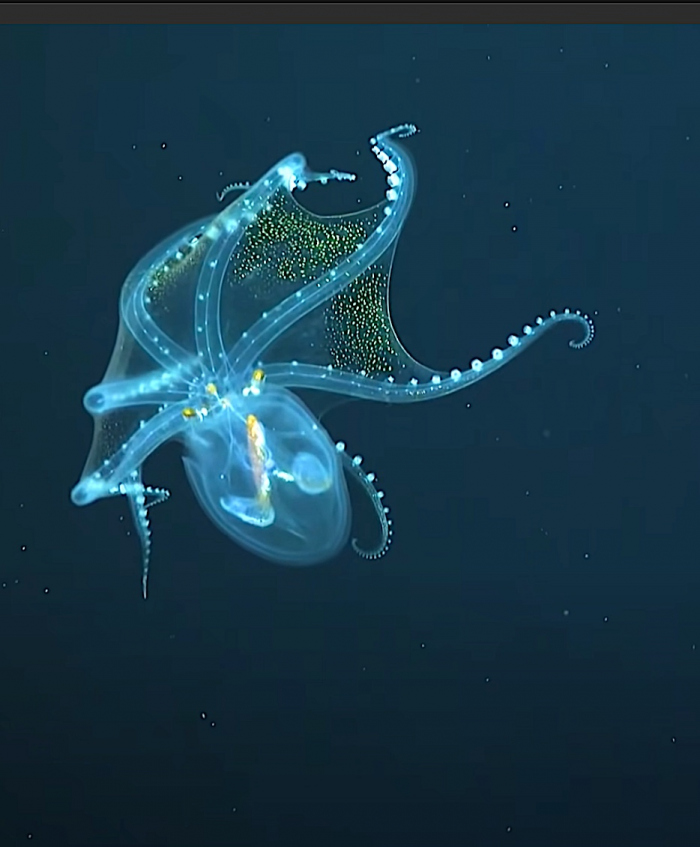 Duikers spotten 'glazen octopus' in de Grote Oceaan. Heel zeldzaam