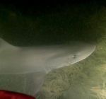 Duikers spotten haai bij Wemeldinge