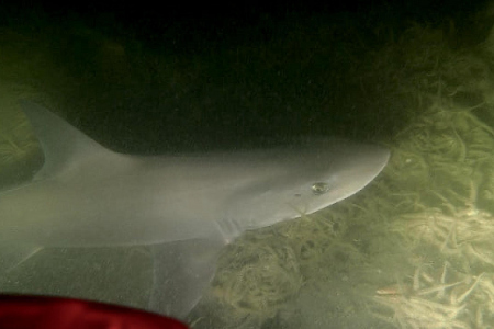 Duikers spotten haai bij Wemeldinge