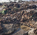 Persoon aangetroffen met 500 kilo illegaal geraapte oesters bij Sint-Annaland