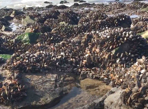 Persoon aangetroffen met 500 kilo illegaal geraapte oesters bij Sint-Annaland