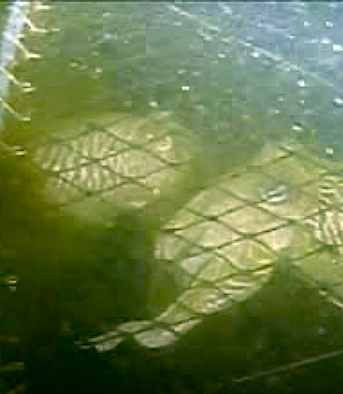Veertien sepia's gespot in visnetten bij Gorishoek
