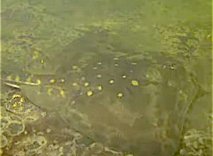 Stekelrog gespot bij de Bergse Diepsluis