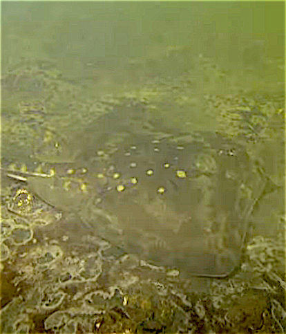 Stekelrog gespot bij de Bergse Diepsluis