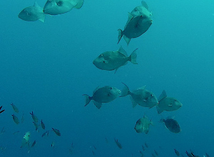 School triggerfish gespot op Malta. Zoveel zien ze er zelden