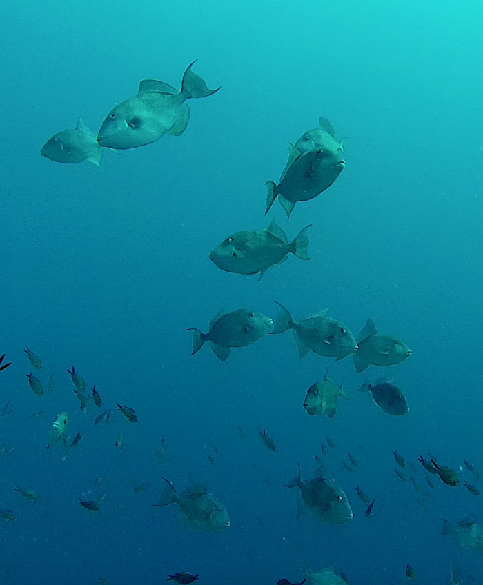 School triggerfish gespot op Malta. Zoveel zien ze er zelden