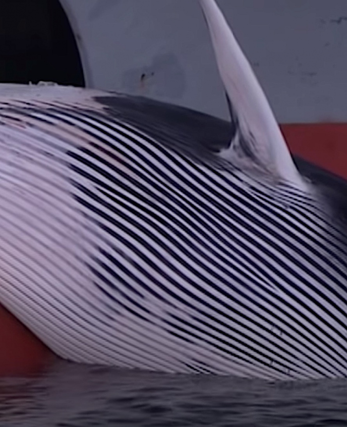 Zeeschip vaart Terneuzen binnen met walvis op bulb
