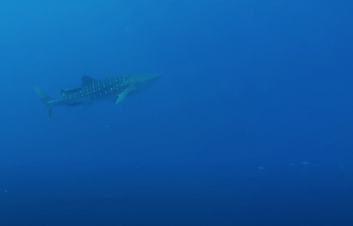 Walvishaai gespot bij Bari Reef Bonaire