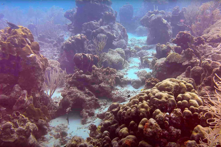 Documentaire Zembla. Plannen voor nieuwe havenpieren rampzalig voor koraal op Bonaire