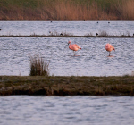 Flamingo's strijken neer naast duikplaats Boothelling Zevenhuizerplas