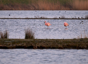 Flamingo's strijken neer naast duikplaats Boothelling Zevenhuizerplas