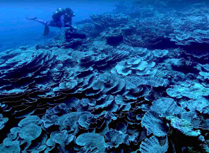 Zeldzaam, ongerept koraalrif gevonden voor de kust van Tahiti