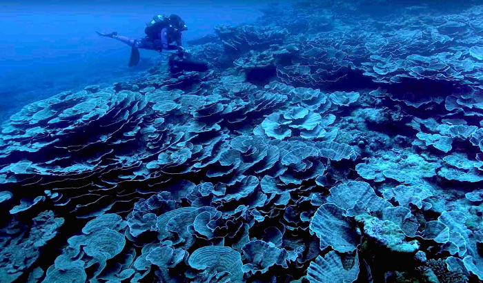 Zeldzaam, ongerept koraalrif gevonden voor de kust van Tahiti