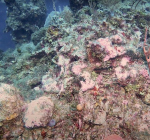 Na Karpata nu ook La Dania's Leap gesloten in verband met dodelijke koraalziekte SCTLD
