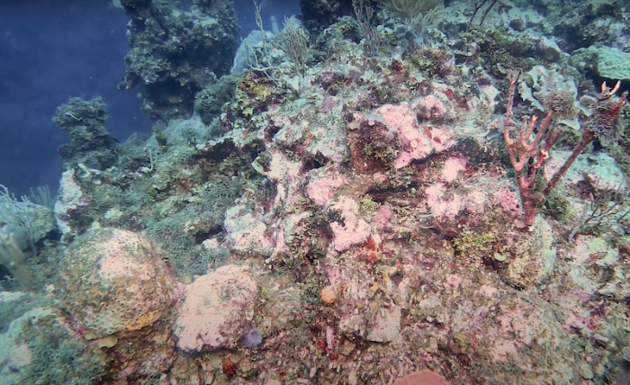 Na Karpata nu ook La Dania's Leap gesloten in verband met dodelijke koraalziekte SCTLD