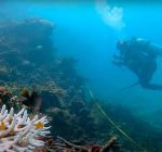 Koraalgroei Great Barrier Reef neemt fors toe. Grootste koraalhoeveelheid in 36 jaar