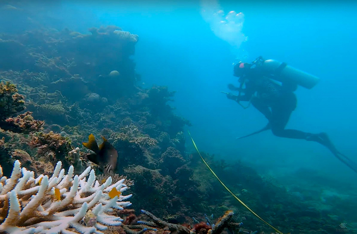 Koraalgroei Great Barrier Reef neemt fors toe. Grootste koraalhoeveelheid in 36 jaar