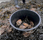 Illegale rapers betrapt bij Kats met 2250 kilo aan oesters