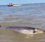 Vrouw die aangespoelde dolfijn beklom in Zandvoort geeft zich aan bij de Politie