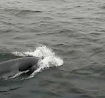 Walvis waargenomen voor de kust van Texel