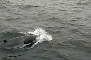 Walvis waargenomen voor de kust van Texel