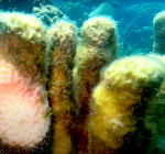 Verblekend koraal op Bonaire herstelt door regenbuien
