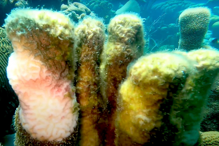 Verblekend koraal op Bonaire herstelt door regenbuien