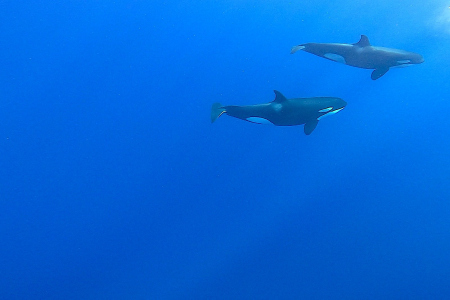 Dekhulp spot orka's voor de kust van Curaçao. Heel bijzonder!