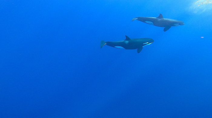 Dekhulp spot orka's voor de kust van Curaçao. Heel bijzonder!