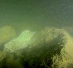 Duikers treffen dode bruinvis aan op 38 meter bij Nieuwe Sluis