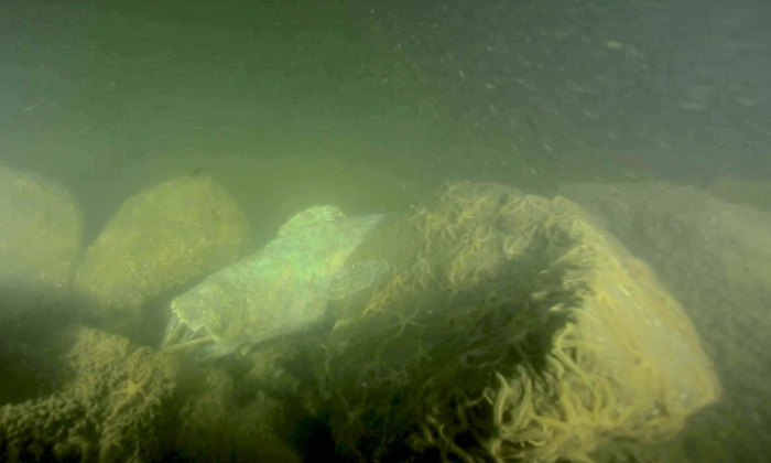 Duikers treffen dode bruinvis aan op 38 meter bij Nieuwe Sluis