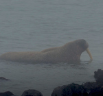 Walrus in Zeeland. Unieke maar verontrustende beelden