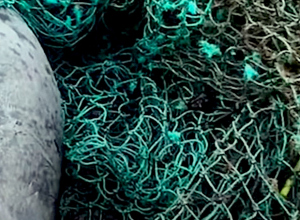 Kajakker vindt dode zeehond in dichtgebonden net in Grevelingen