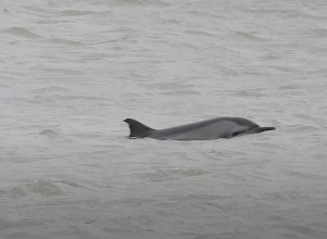 Gestreepte dolfijn gespot bij Hoek van Holland