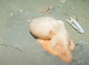 Zeldzame octopus aangespoeld bij Egmond aan Zee