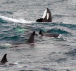 Elk jaar in oktober duiken grote scholen orka's op in de Noordzee