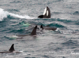 Elk jaar in oktober duiken grote scholen orka's op in de Noordzee