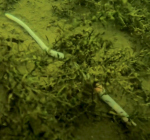 Enorme regenworm in de Tijningen Plas. Of was het wat anders?