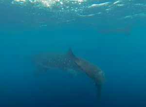 Walvishaai duikt op voor de kust van Bonaire